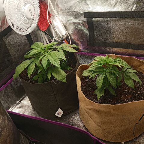 Solo 1 growlog timeline photo