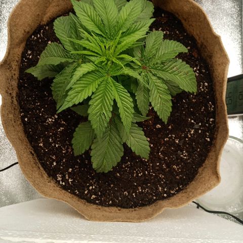 Solo 1 growlog timeline photo