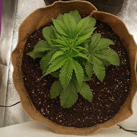 Solo 1 growlog timeline photo