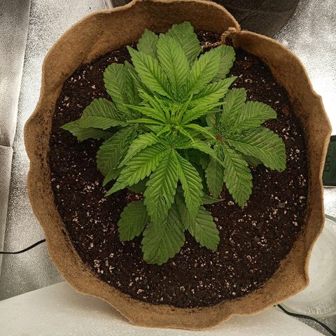 Solo 1 growlog timeline photo