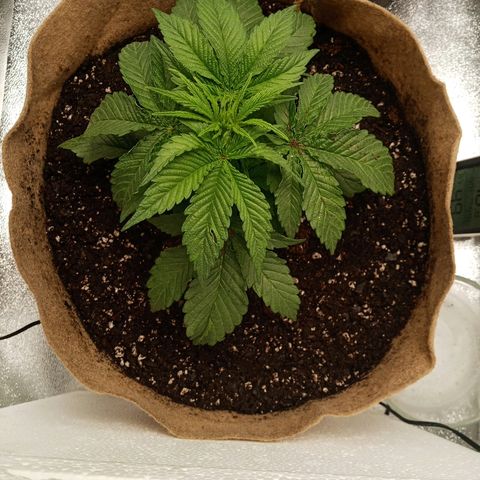 Solo 1 growlog timeline photo