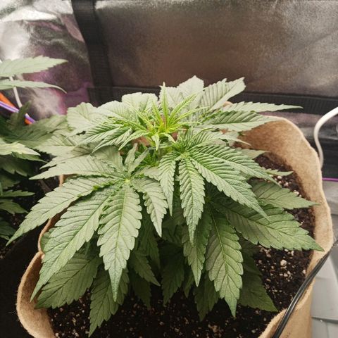 Solo 1 growlog photo: Day after water