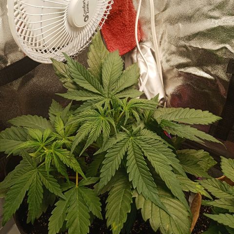 Solo 2 growlog photo: Day after watering