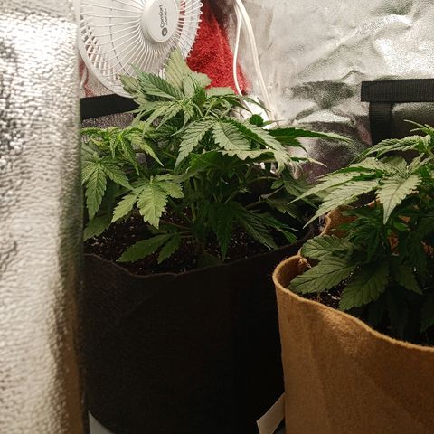 Solo 2 growlog photo: Day after watering
