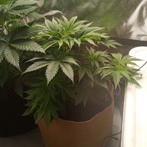Solo 1 growlog timeline photo