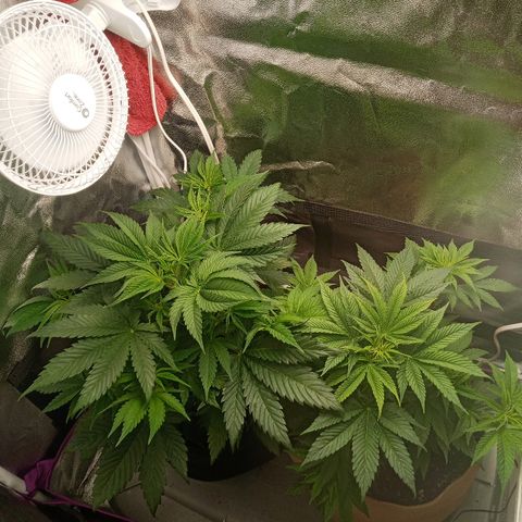 Solo 1 growlog timeline photo