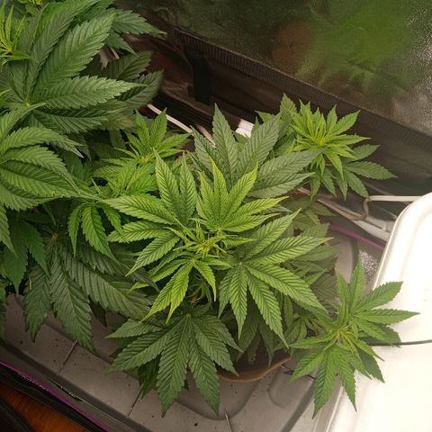 Solo 1 growlog timeline photo