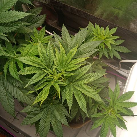Solo 1 growlog timeline photo