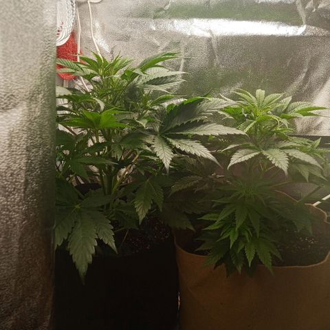 Solo 1 growlog timeline photo