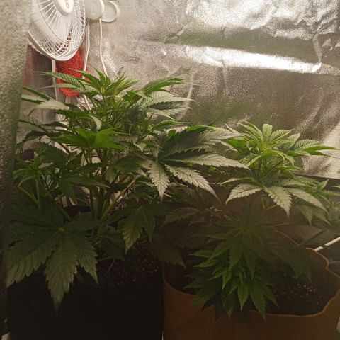 Solo 2 growlog timeline photo