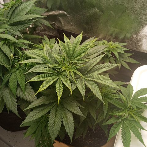 Solo 1 growlog timeline photo