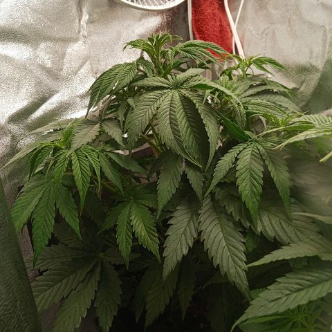 Solo 2 growlog timeline photo