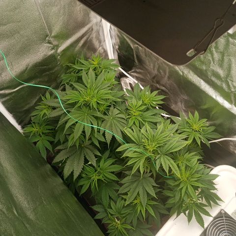 Solo 2 growlog timeline photo