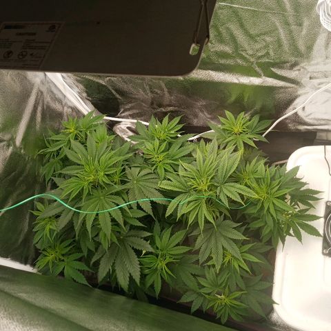 Solo 2 growlog timeline photo
