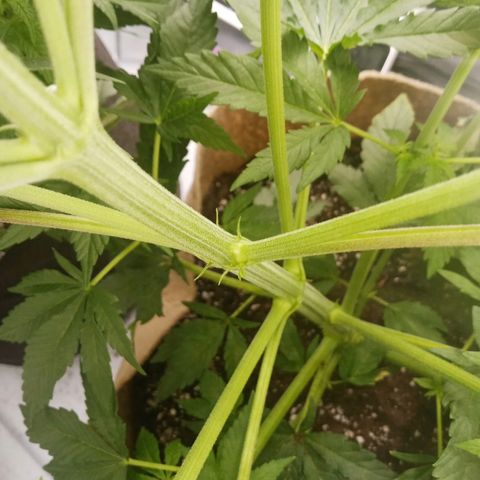 Solo 2 growlog timeline photo
