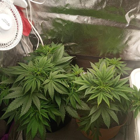 Solo 2 growlog timeline photo