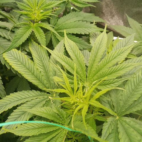 Solo 1 growlog timeline photo