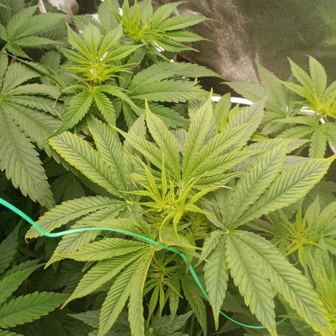 Solo 1 growlog timeline photo