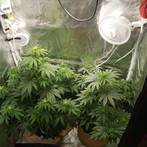Solo 2 growlog photo: Week 2 flower