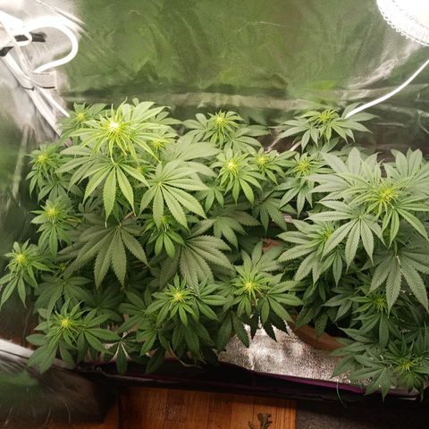 Solo 2 growlog photo: Week 2 flower