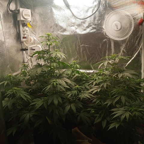 Solo 2 growlog photo: Week 2 flower