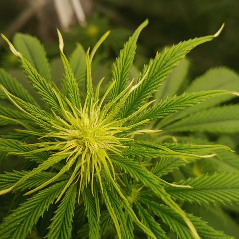 Solo 2 growlog photo: Week 2 flower