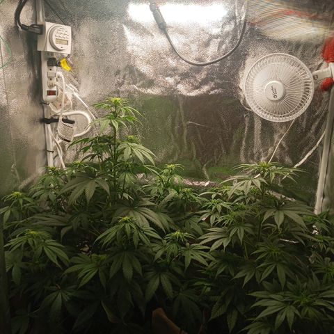 Solo 2 growlog photo: Week 2 flower