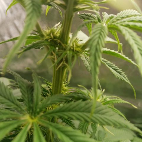 Solo 2 growlog photo: Week 2 flower
