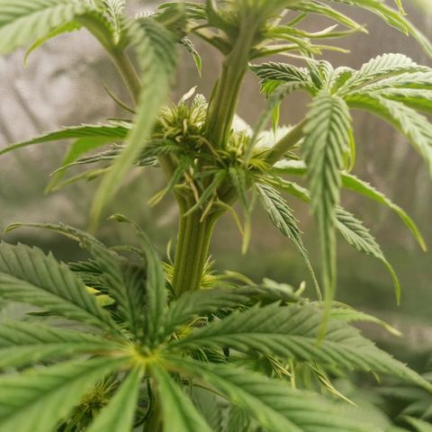 Solo 2 growlog photo: Week 2 flower