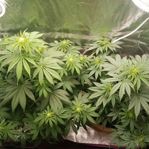 Solo 2 growlog photo: Week 2 flower