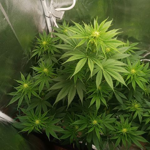 Solo 2 growlog timeline photo