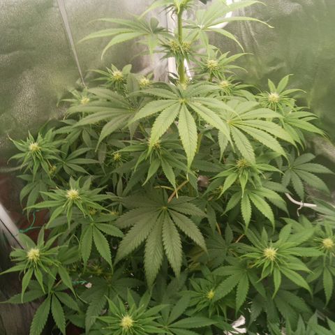 Solo 2 growlog timeline photo