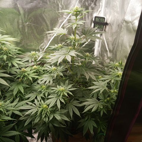 Solo 1 growlog timeline photo