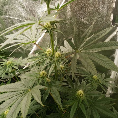 Solo 1 growlog timeline photo