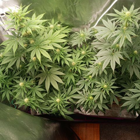 Solo 1 growlog timeline photo