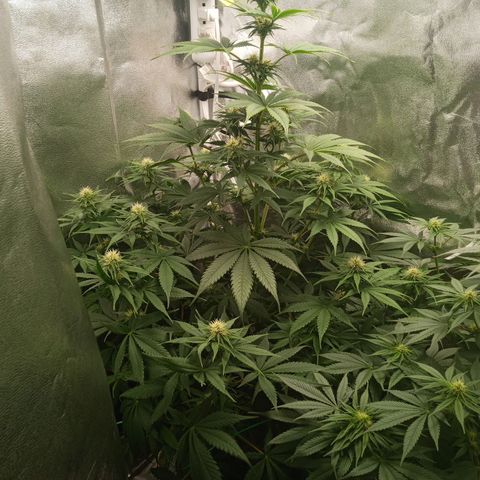 Solo 1 growlog timeline photo