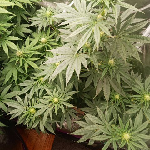 Solo 1 growlog timeline photo