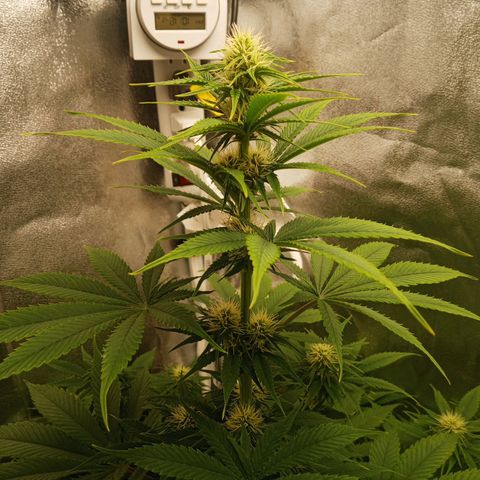 Solo 1 growlog timeline photo
