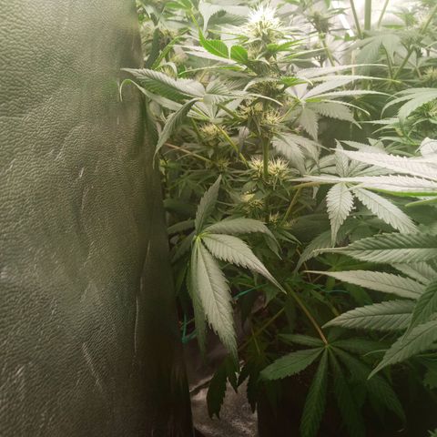 Solo 1 growlog timeline photo
