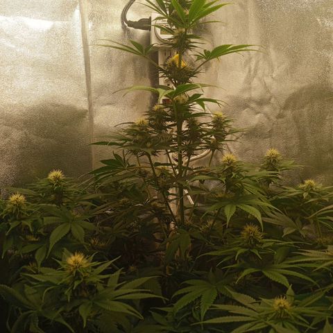 Solo 1 growlog timeline photo