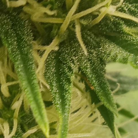 Solo 1 growlog timeline photo
