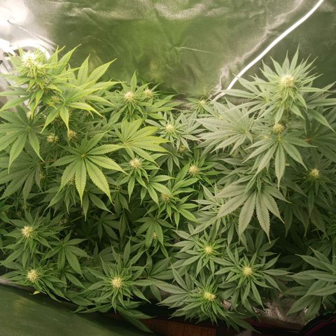 Solo 1 growlog timeline photo