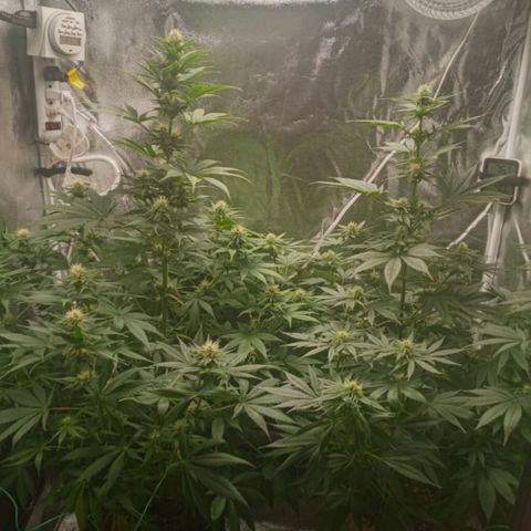 Solo 1 growlog timeline photo