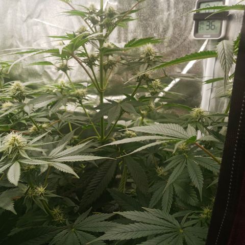 Solo 1 growlog timeline photo
