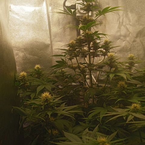Solo 1 growlog timeline photo