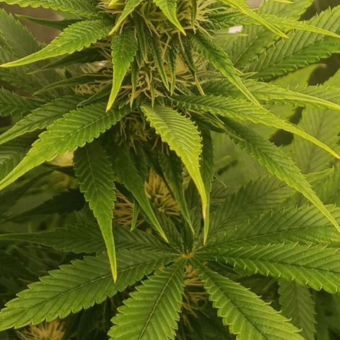 Solo 1 growlog timeline photo