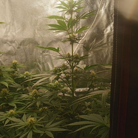 Solo 1 growlog timeline photo