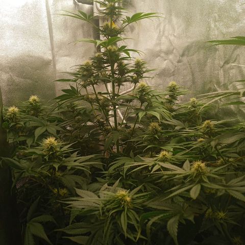 Solo 1 growlog timeline photo