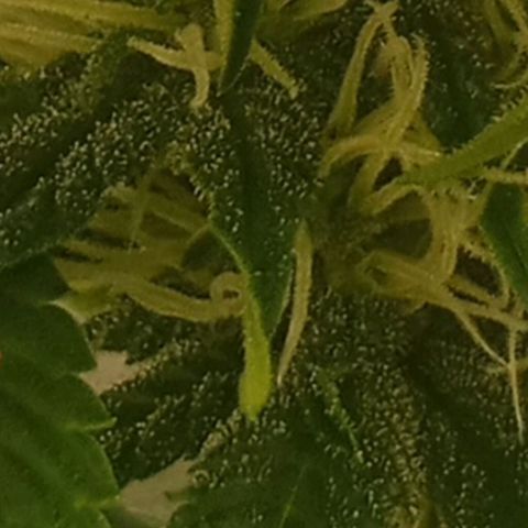 Solo 2 growlog timeline photo