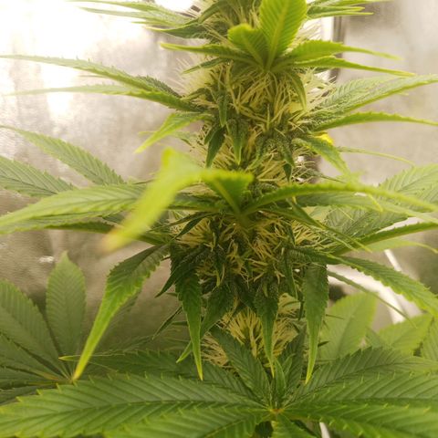 Solo 2 growlog timeline photo
